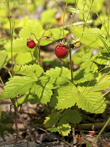 Fragaria vesca